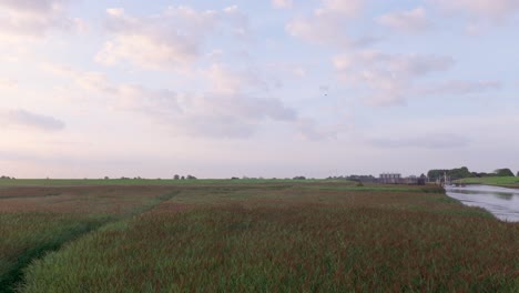 vast reed field and river landscape with distant wind turbines