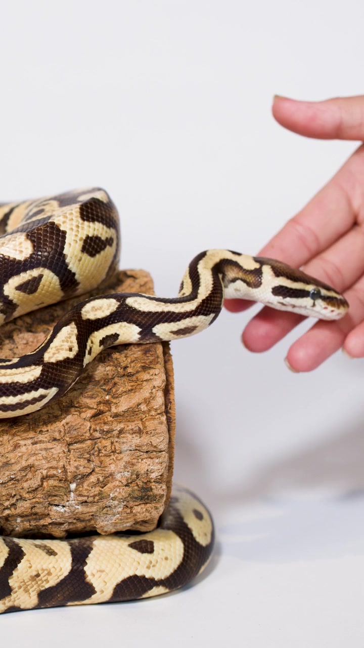 Ball python slowly explores handler’s hand on wooden perch under bright studio lighting, minimal camera movement