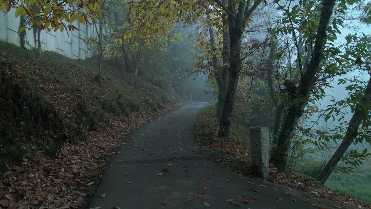 Serene view of a curved walking path lined with vibrant autumn trees under a soft morning haze creating a peaceful mood