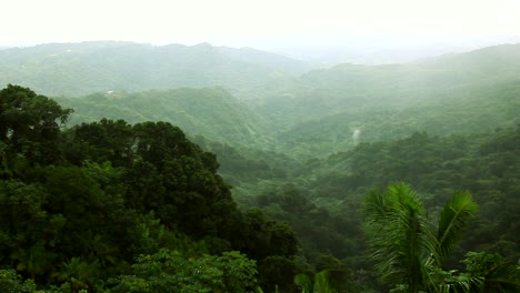 a large landscape, the el yunque rainforest in puerto rico, covered in a thick mist