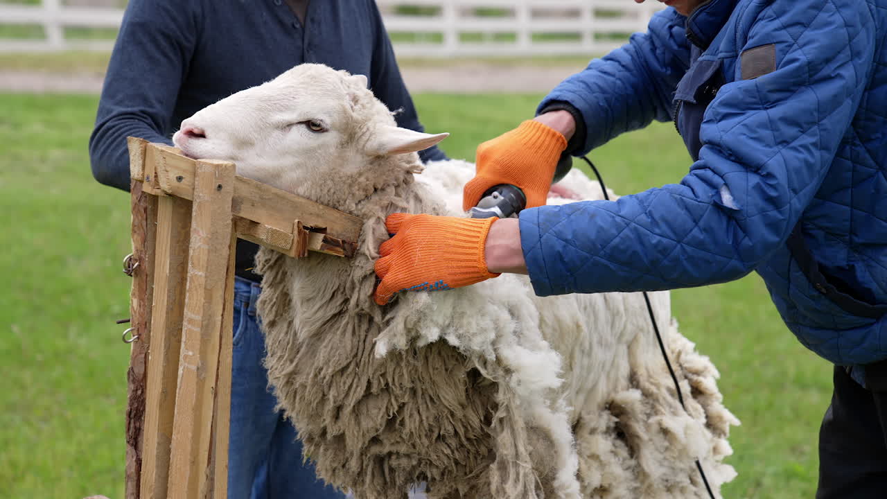 Procedure of sheep shearing outdoors. Farmers cutting sheep's wool with a special equipment electric clipper on a farm in summer.