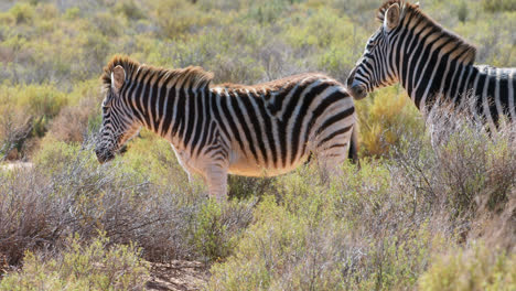 Zebras-grazing-on-grassland-4k