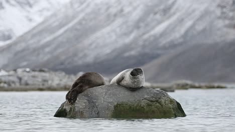 two harbor seal on a rock looking at opposite directions