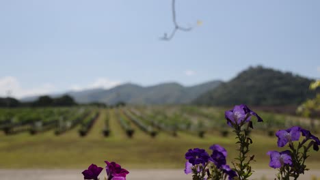 flores púrpuras vibrantes con un paisajístico telón de fondo de viñedos