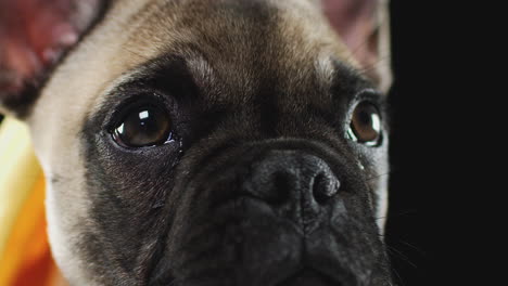 close up studio portrait of french bulldog puppy against black background