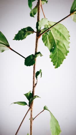 close-up of a hibiscus plant