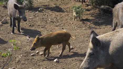 lechón de jabalí y adultos caminando en cámara lenta