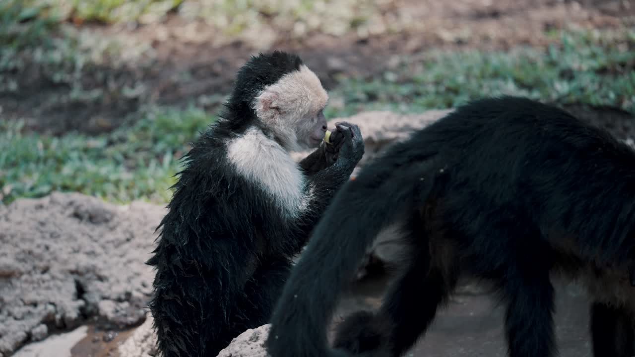 un joven mono capuchino de cara blanca comiendo fruta y lavándose las manos en el estanque con otros dos monos adultos