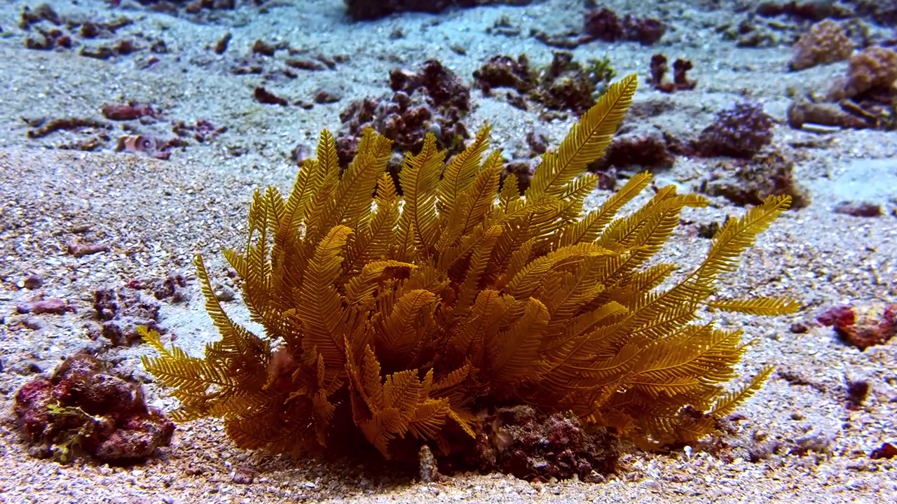 Bellissima stella piumata dorata che si muove con grazia con il flusso dell'acqua su una barriera corallina tropicale.