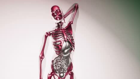 Menschliches-Skelettknochenmodell-Mit-Organen