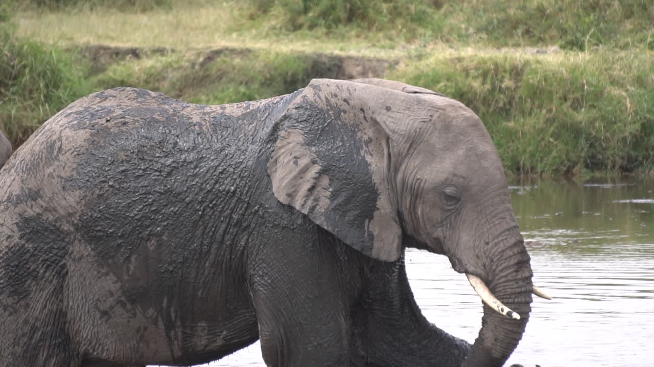 Young Elephant Cooling Himself With Filthy Water Using Trunk, Slow Motion Close Up. Animal in Natural Environment