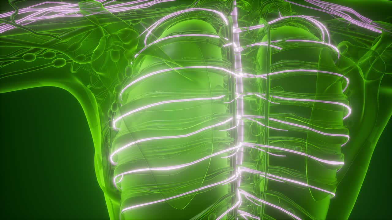 anatomía del cerebro humano
