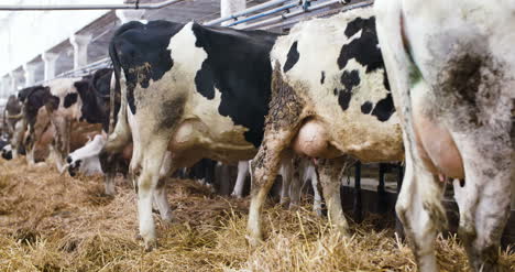 granero moderno con vacas lecheras comiendo vacas de heno alimentándose en la granja lechera 2