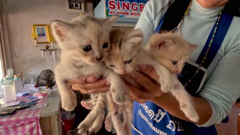 multiple kittens being held by a person indoors