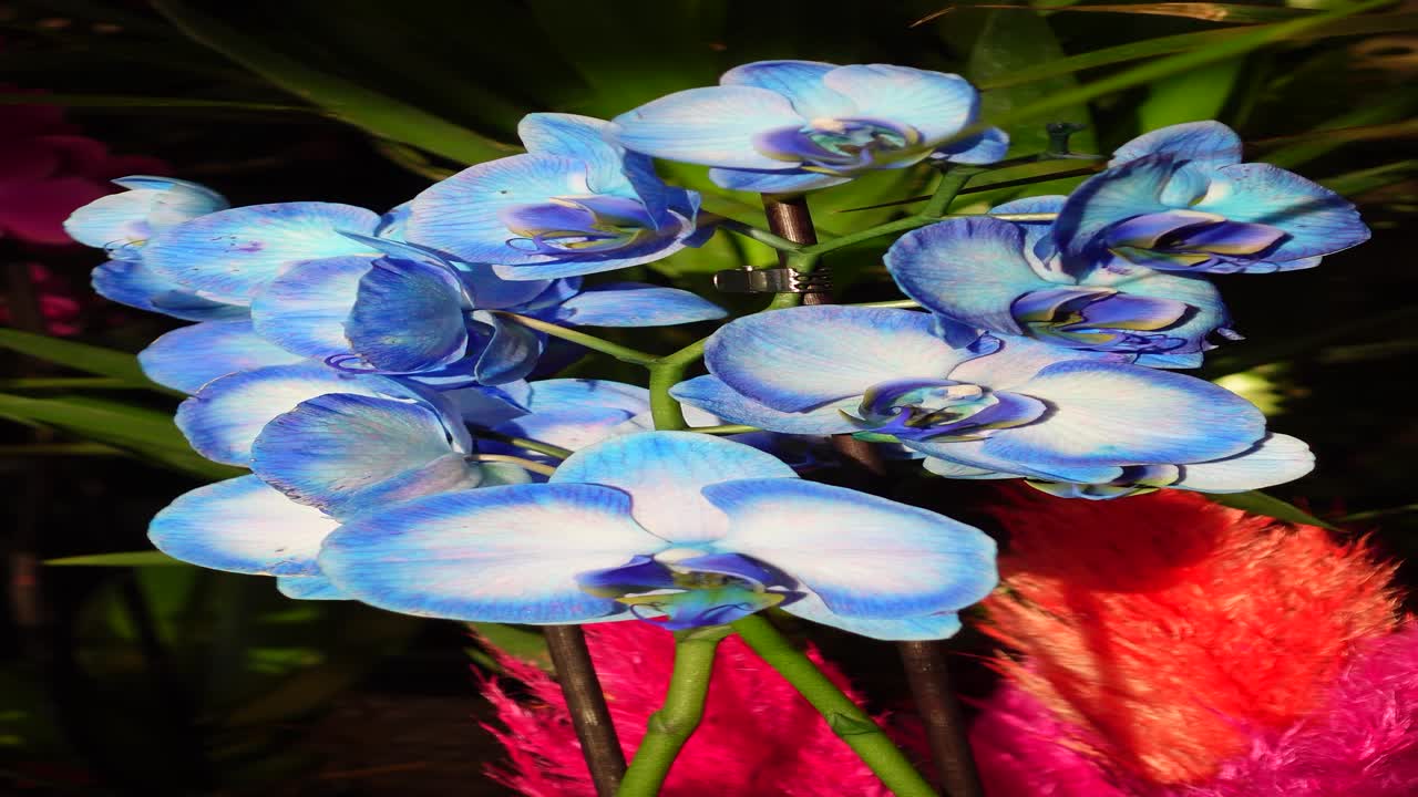 활기찬 파란 오키디