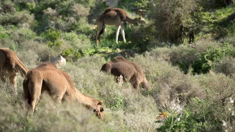 Morocco-Camel-07