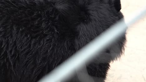 an asiatic black bear roaming around