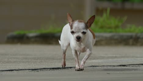 chihuahua dog sunbathing