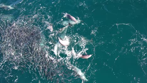 una manada de delfines que se alimentan de un gran grupo de peces mullet en nueva gales del sur, australia - de arriba hacia abajo