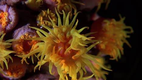 sun coral tubastrea close up inside coral colony at night