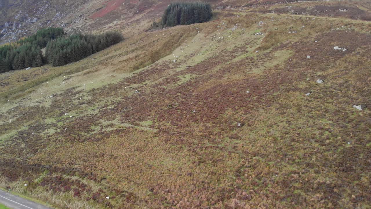сельская горная местность с овцами в ирландии