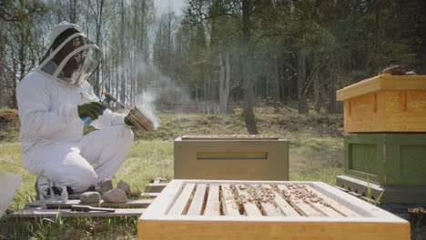 beekeeping - beekeeper smoking a hive to prevent aggressive behavior, wide shot