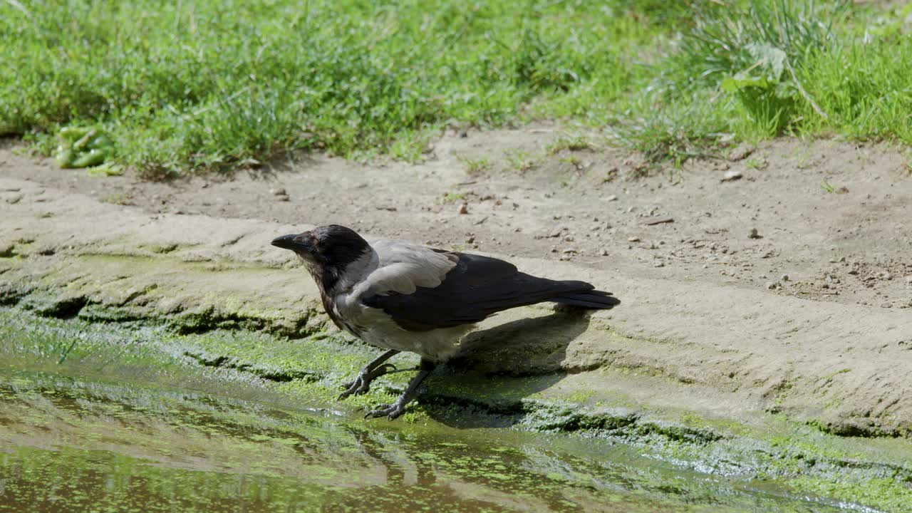 A hooded crow picks up and eats a berry along a sunlit, grassy bank beside water in Berlin, Germany. Static camera, natural daylight