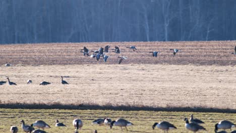 Una-Gran-Bandada-De-Gansos-Albifrones-De-Frente-Blanca-En-El-Campo-De-Trigo-De-Invierno-Durante-La-Migración-De-Primavera