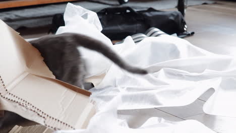 grey house cat gets scared of packaging paper inside