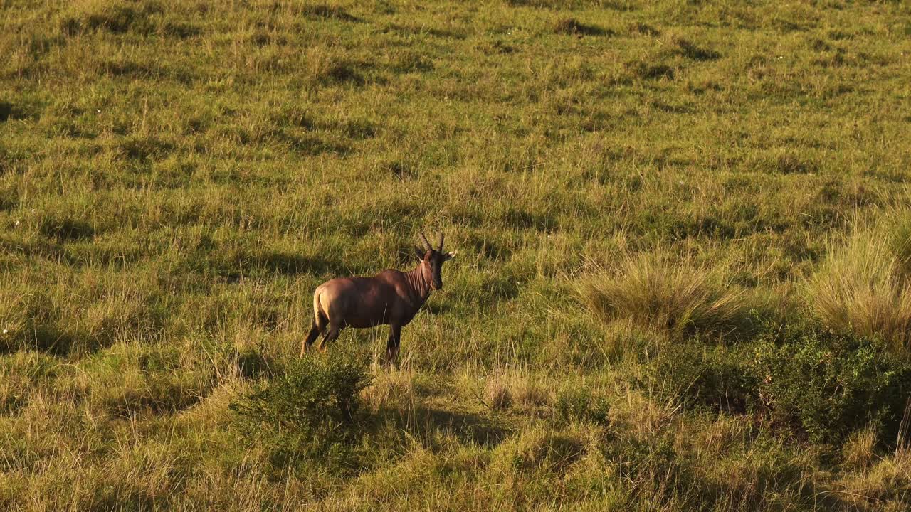 fotografía aérea de una gira de safari en globo aerostático sobre topi en las praderas de la reserva nacional maasai mara, vida silvestre africana en kenia, animales de áfrica en la reserva masai mara norte