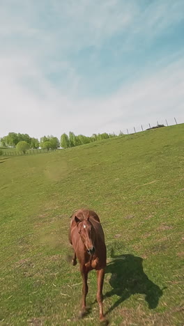 beautiful horse with star on head brakes hard galloping with dust from under hooves along pasture aerial view. single steed grazes in valley under sky with clouds slow motion