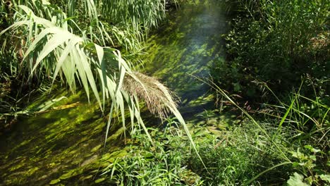 algas de agua dulce con plantas silvestres y un arroyo cristalino en la ciudad de antalya, turquía