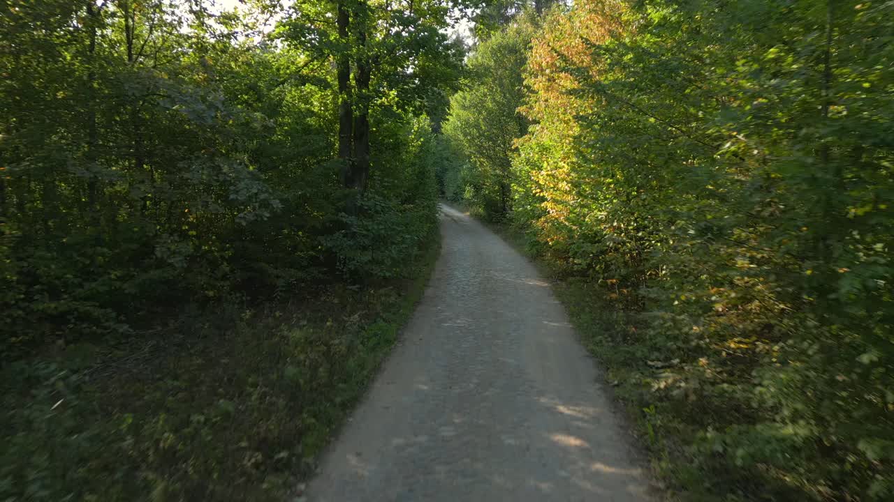 Between the trees, where shadows play, forest whispers, come and stay