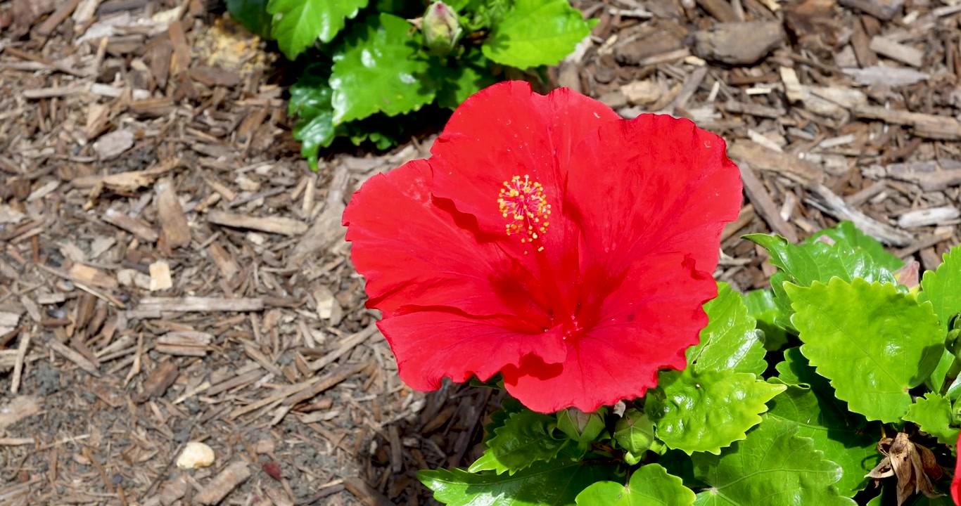 Video statico di un fiore di ibisco rosso. Questo fiore di ibisco rosso ondeggia al vento