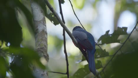 Schwarzschwanztrogon-Sitzt-Auf-Einem-Ast-Und-Fliegt-Schnell-Davon