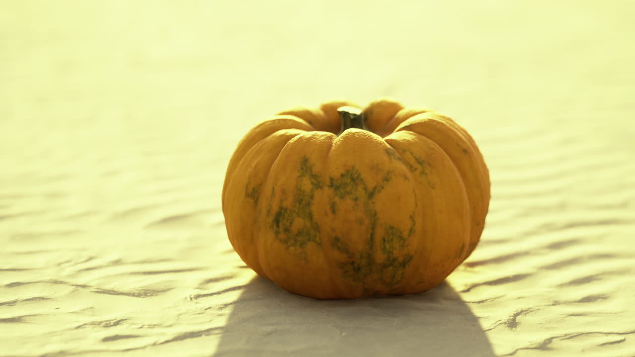 Golden pumpkin resting quietly on sunlit surface during autumn harvest season