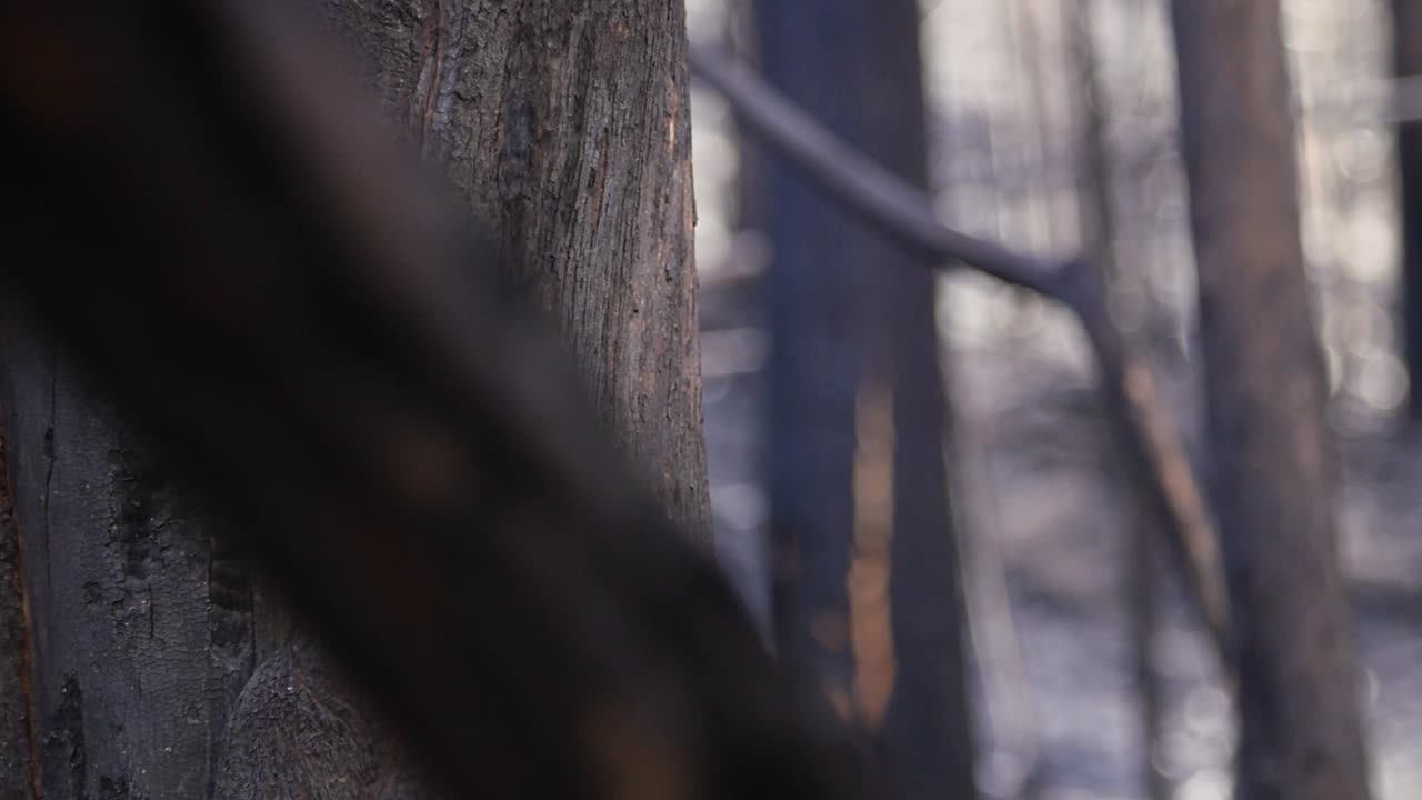 Detail of burnt out eucalyptus forest trunks after devastation fire