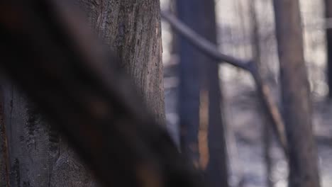 Detail-Der-Ausgebrannten-Eukalyptus-Waldstämme-Nach-Einem-Verheerenden-Brand