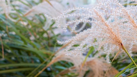 gentle movement of grass in the breeze