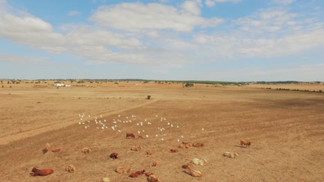 aerial view of cows and birds in dry field