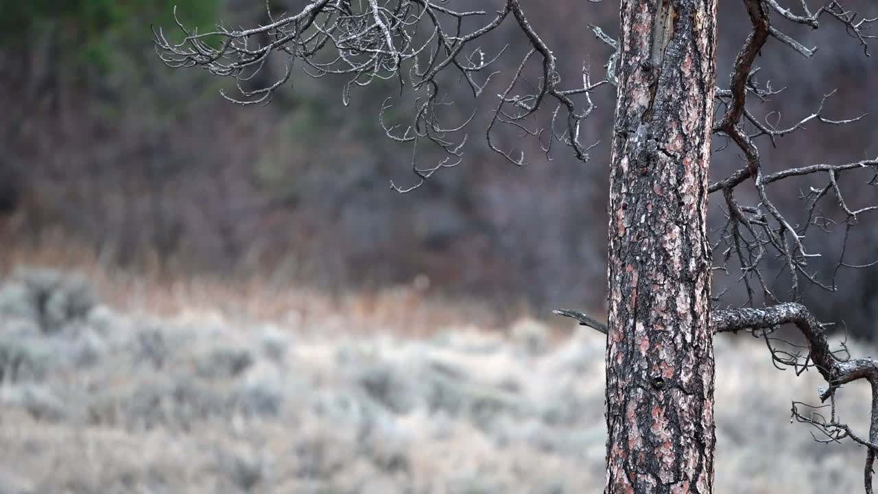 브리티시 컬럼비아의 기적: 고대 소나무가 굴곡된 언덕에서 경비를 하고 있다.