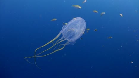 box jellyfish at koh tao with fish