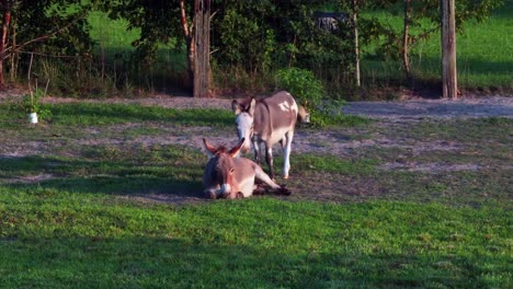 una toma de ángulo bajo de burros en miniatura en una granja en delaware en un día soleado