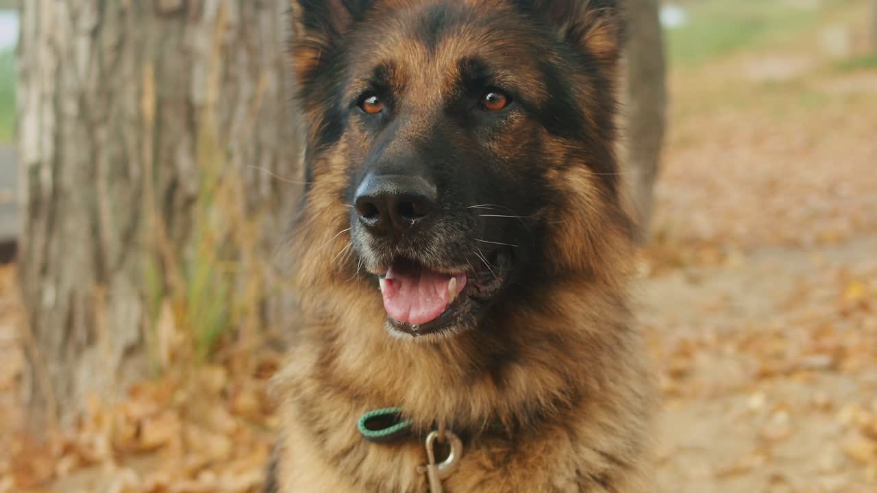 German Shepherd in Autumn Park