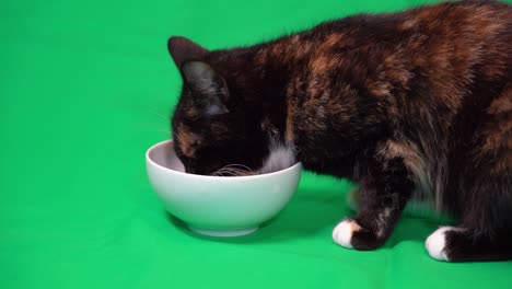 Gato-Peludo-Doméstico-Satisfecho-Comiendo-De-Un-Tazón-En-Pantalla-Verde