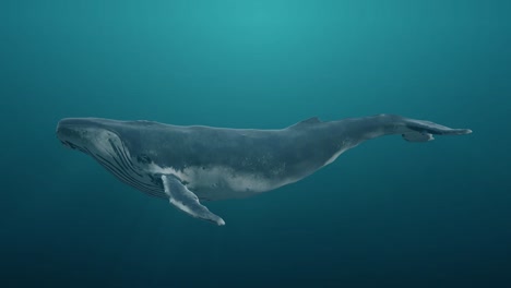 swimming blue whale underwater in ocean or sea. realistic 3d digital animation.