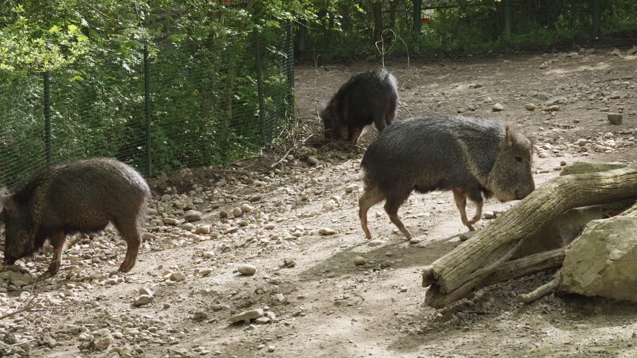 Chacoan peccary walks in Prague Zoo in Czech republic