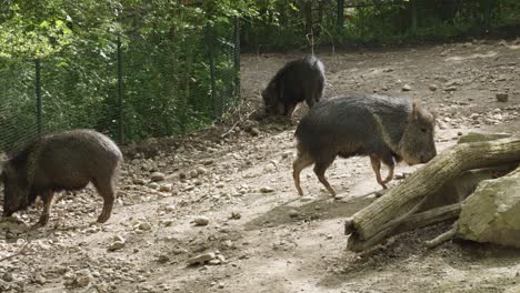 chacoan peccary walks in prague zoo in czech republic