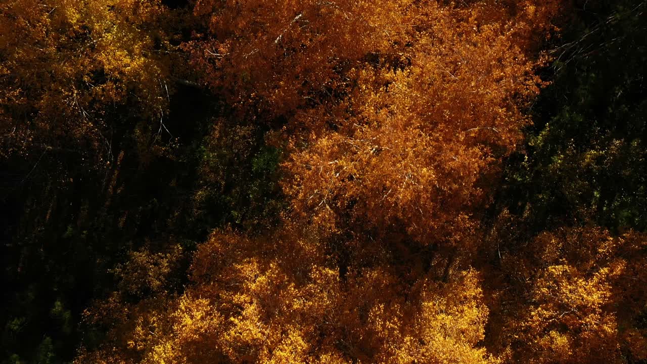 el dosel del bosque de otoño desde arriba