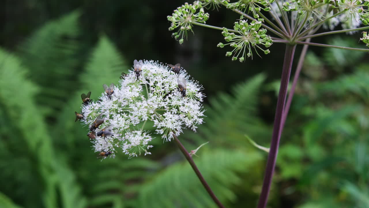 insectos enjambres sobre la flor de la angélica planta de hierbas de apio silvestre